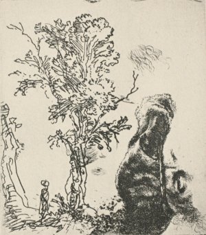 Sketch of a Tree by Rembrandt Van Rijn Oil Painting Reproduction