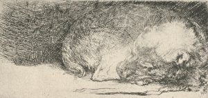 The Little Dog Sleeping by Rembrandt Van Rijn Oil Painting Reproduction